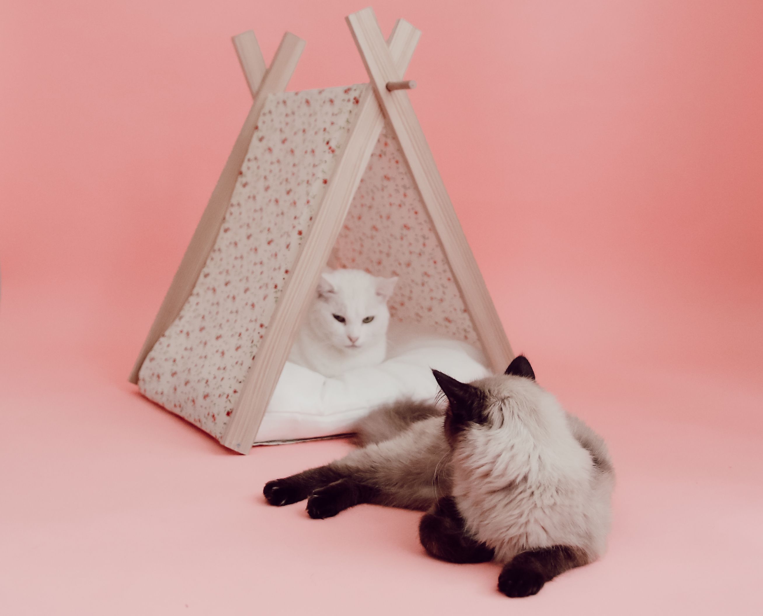 Atelier DIY de tipi pour chat avec vous - Elles en parlent